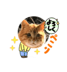 cat元保護猫スタンプ..（個別スタンプ：16）