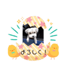 わが家の新旧お犬さん改（個別スタンプ：1）