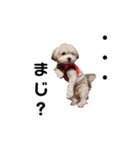 わが家の新旧お犬さん改（個別スタンプ：2）