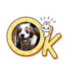 わが家の新旧お犬さん改（個別スタンプ：4）