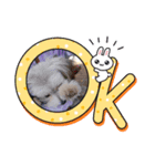 わが家の新旧お犬さん改（個別スタンプ：5）