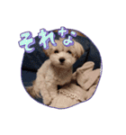 わが家の新旧お犬さん改（個別スタンプ：6）