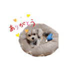 わが家の新旧お犬さん改（個別スタンプ：8）