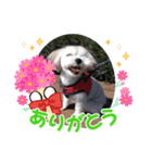 わが家の新旧お犬さん改（個別スタンプ：9）
