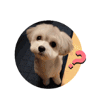 わが家の新旧お犬さん改（個別スタンプ：12）