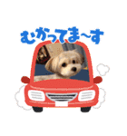 わが家の新旧お犬さん改（個別スタンプ：13）