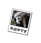 わが家の新旧お犬さん改（個別スタンプ：14）
