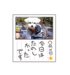 わが家の新旧お犬さん改（個別スタンプ：15）