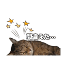 日常ォ2（個別スタンプ：2）