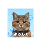 日常ォ2（個別スタンプ：25）