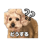日常ォ2（個別スタンプ：29）