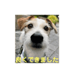 たぶんOK（個別スタンプ：5）