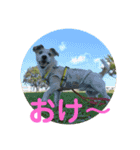 たぶんOK（個別スタンプ：15）