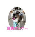 たぶんOK（個別スタンプ：16）