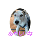 たぶんOK（個別スタンプ：19）