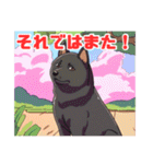 黒柴くんの毎日使える！日常スタンプ（個別スタンプ：15）