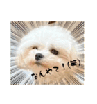 可愛いwanwanスタンプ（個別スタンプ：5）