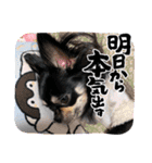 チワワのこたろうくん☆2（個別スタンプ：3）