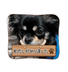 チワワのこたろうくん☆2（個別スタンプ：4）