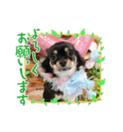 チワワのこたろうくん☆2（個別スタンプ：5）