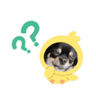チワワのこたろうくん☆2（個別スタンプ：14）