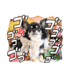 チワワのこたろうくん☆2（個別スタンプ：16）