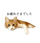 猫の白州君（個別スタンプ：8）