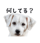 リアルな白い犬ミーム（お返事多め）（個別スタンプ：1）