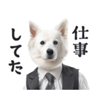 リアルな白い犬ミーム（お返事多め）（個別スタンプ：3）