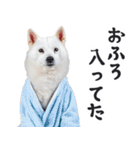 リアルな白い犬ミーム（お返事多め）（個別スタンプ：4）