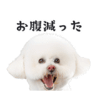 リアルな白い犬ミーム（お返事多め）（個別スタンプ：6）