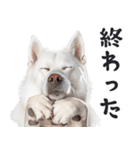 リアルな白い犬ミーム（お返事多め）（個別スタンプ：15）