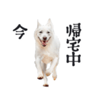 リアルな白い犬ミーム（お返事多め）（個別スタンプ：21）