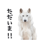 リアルな白い犬ミーム（お返事多め）（個別スタンプ：27）