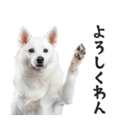 リアルな白い犬ミーム（お返事多め）（個別スタンプ：29）