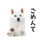 リアルな白い犬ミーム（お返事多め）（個別スタンプ：32）