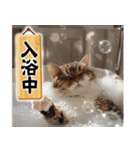 猫ママ 【今、〇〇中】（個別スタンプ：14）