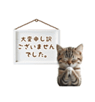 おとなかわいいニャンコのきづかい敬語（個別スタンプ：37）