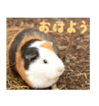 動物園の仲間たち(モルモット)（個別スタンプ：1）