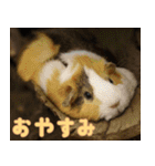 動物園の仲間たち(モルモット)（個別スタンプ：2）