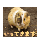 動物園の仲間たち(モルモット)（個別スタンプ：3）