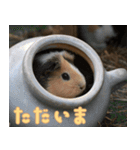 動物園の仲間たち(モルモット)（個別スタンプ：6）