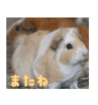 動物園の仲間たち(モルモット)（個別スタンプ：7）