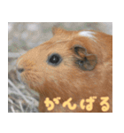 動物園の仲間たち(モルモット)（個別スタンプ：14）