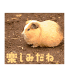 動物園の仲間たち(モルモット)（個別スタンプ：21）