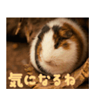 動物園の仲間たち(モルモット)（個別スタンプ：23）