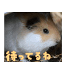 動物園の仲間たち(モルモット)（個別スタンプ：26）