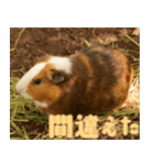 動物園の仲間たち(モルモット)（個別スタンプ：28）