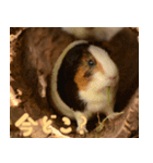 動物園の仲間たち(モルモット)（個別スタンプ：29）