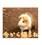 動物園の仲間たち(モルモット)（個別スタンプ：31）